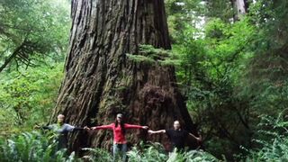 Tallest Tree on Earth