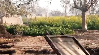Badhiya acchi khubsurat dog ki video dekhi majedar cute video