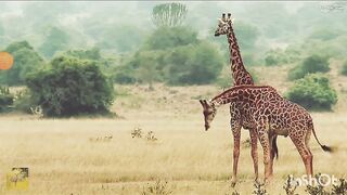 Very beautiful animals