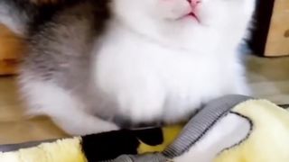 Amazing Funny Cats Trending Clips????|| Best #funny Cats #shorts Video????|| #trending #animals