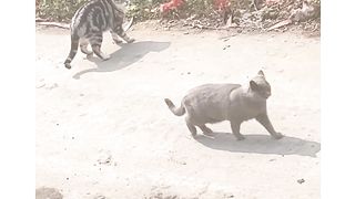 Funny cats| Cats fighting|crazy cats