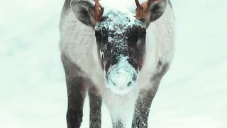 Feel the relaxation of Stag