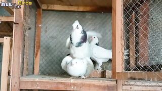 First Video PIGEON HATCHING BABY