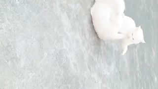 cats videos