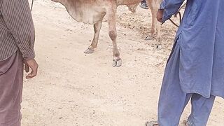 Animal Cow