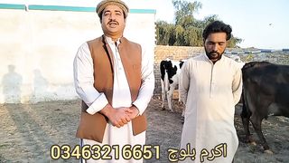 Mashaallha Deri farm par 8 Top class Cow for sale