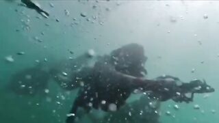 Sea life