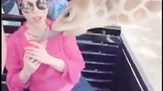 ENIMALS