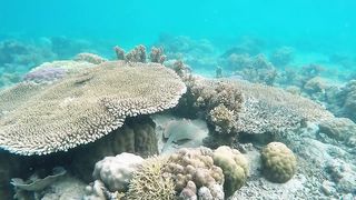 30 Minutes Underwater Sea Life _ Royalty Free _ Stock Footage _ No Copyright Video (720p).
