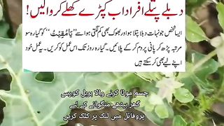best totkay