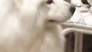 Funny Cat And Dog video 2023