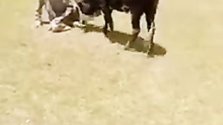 amazing video clips - Hazara Culture - Bail Love - Hindko Point
