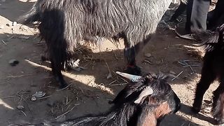 Goat on Suzuki and mella