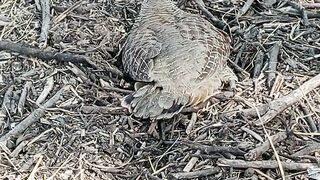 Birds mother with her babies