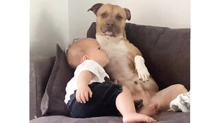 Animals | funny dog videos | cute baby dog videos
