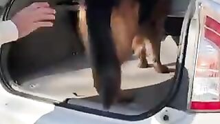 Dog action