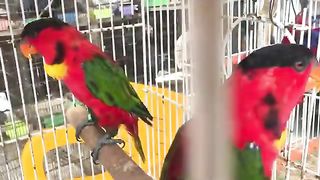 Birds of Paradise |Colorful Birds And Animals | Bird Market |Animal Market |Singing Birds |Birdies | Bird TV