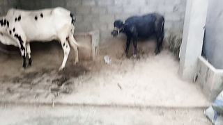 Fateh jangi Cow with calf