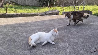 Funny cat