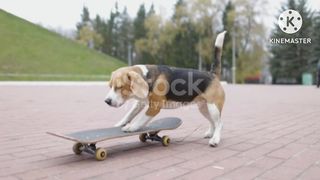 My Sweat Dog In Game