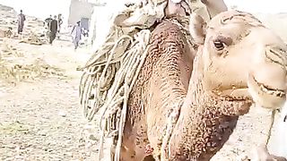 مولوی صاحب کو اونٹ پر چڑھنا مہنگا پڑگیا