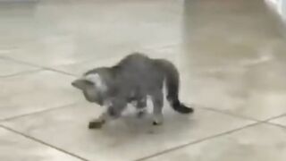 Funny cats