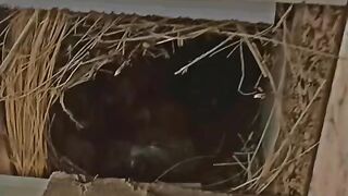 How to love bird breed