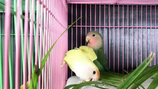 Love Birds
