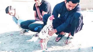 Cheena Aseel Patha from home breed.