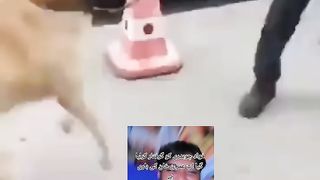 فواد چوہدری کو کس طرح گرفتار کیا گیا وڈیو منظر عام پر آگئی