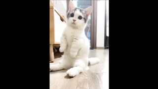 Cat funny video
