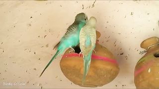 Budgies Parrots Mating _ Birds Mating _ Birds Love(480P).