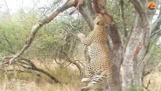 Leopard's Gym Workout: Pull-Ups with a Buck