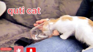 Cat video sabq sekhy is video se