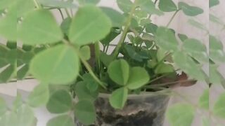 Hydroponic Fenugreek