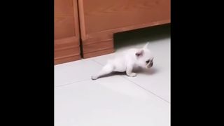 Little cat and other animals