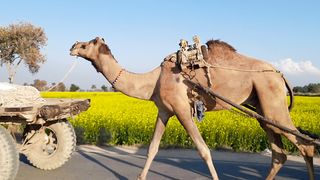 Camels walk on Road