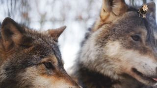 wolves Recruitment of