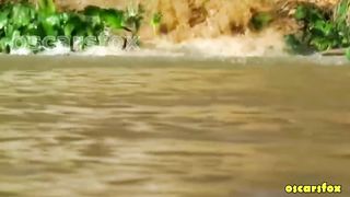 EL DEPREDADOR SE VOLVIÓ LA PRESA