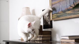 The Most Beautiful Whaite Cat