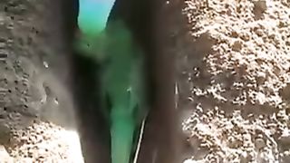 Parrot