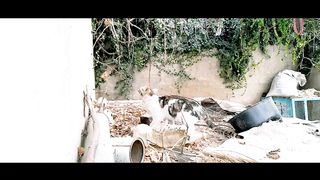 Cat jump slow motion