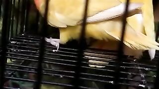 Lovebirds me male female #lovebirds #b4birds #mspoultres #ideawithshahbaz #beautiful #2023