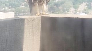 Canadian hawk