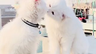 Cat lover
