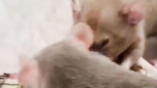 Rats fact in home |#shorts