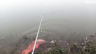 Fish ???? hunting