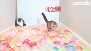 cat video