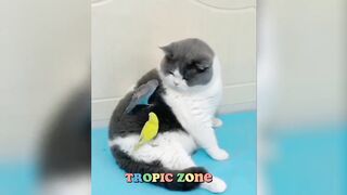 Funniest Cats videos 2023???? #Cats #pets #cutecats