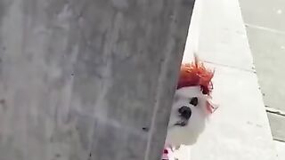 Funny Dog Videos 2022